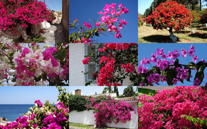 Bougainvilleas