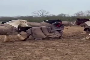 Komisches Pferd
