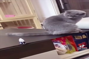 Katze hat Respekt