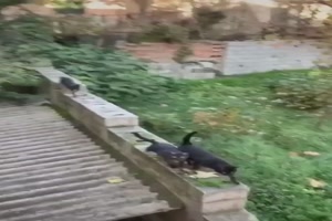 Da kommen ein paar Katzen angerannt