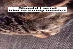 Musikalische Katze