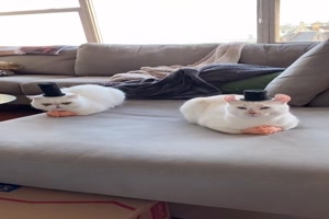 Katzen sehen lustig aus