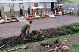 Hilfsbereiter Hund