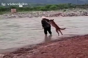 Lustiger Hund