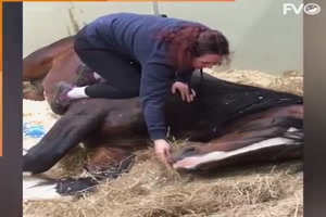 Verr�ckte Pferdestreiche.