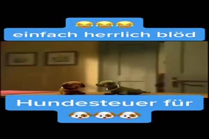 Hundesteuer
