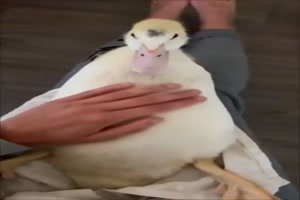 Ist die Ente kitzelig?