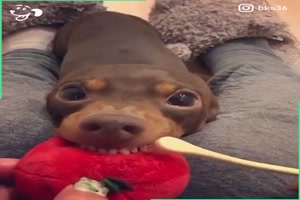 Lustiger Hund