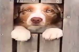 Lustige Hunde