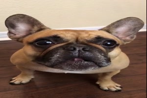 Lustige Hunde