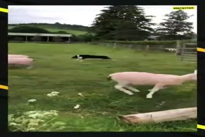 Er ist flott bei der Arbeit