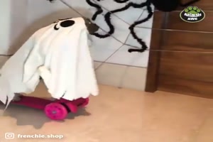 Halloween mit Tieren