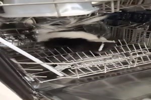 Stinktier in der Splmaschine