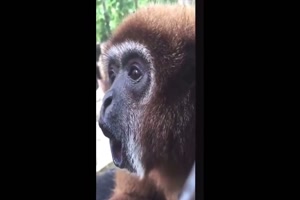 Lustiger Affe
