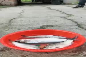Apetit
