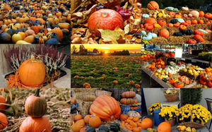 klicke hier, um die Datei herunterzuladen Pumpkin Harvest 1 - Kürbisernte 1