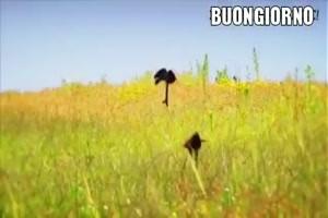 Vogelpaare beim turteln