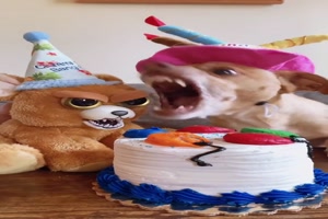 Geh weg von meiner Torte