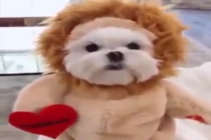 Niedliche Hunde-Kostme