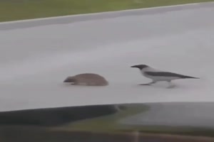 Ein tierischer Freund