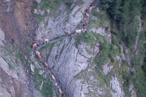 Der Aufstieg zur Alm1