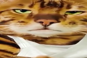 Katze mit Maske