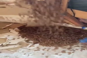 Bisschen Futter versteckt