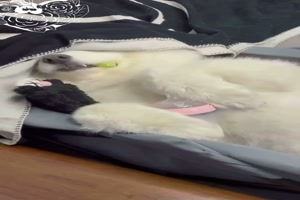 Hund verppelt