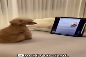 der kleine Hund kriegt einen Schock