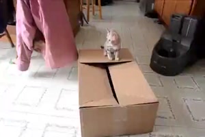 Katzen und Kartons