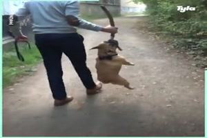 Mit Hunden Gassi gehen: