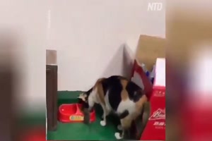 Katze bringt Kumpel Maus zum Essen mit