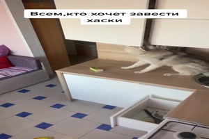 Hund am Kchenschrank