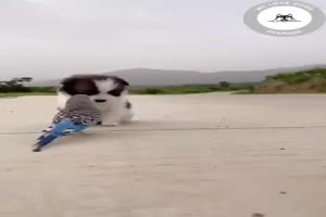Animals 3