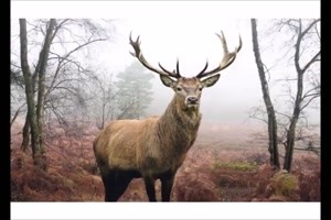 Ein Hase, ein Hirsch und ein Baer bei der Musterung
