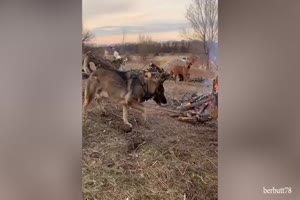 Cats and Dogs 1