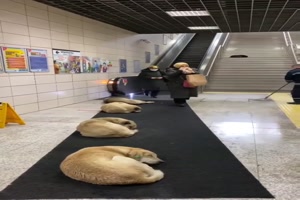 Hunde-Schlafplatz