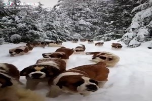 A winter wonderland of Saint Bernards -