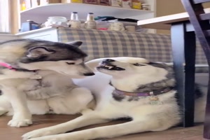 Z�hne zeigen ist wichtig