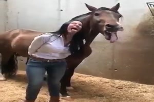 Pferd macht alles nach