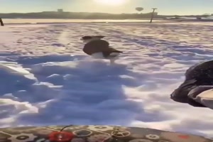 Hund liebt Schlitten fahren