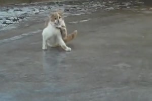 K�tzchen auf dem Glatteis