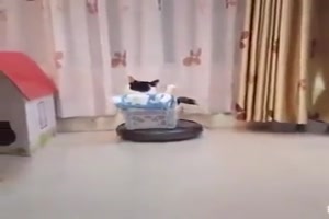 Der Katze scheint es zu gefallen