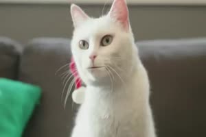 Lustige Katze