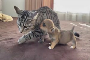 Katze wird von Welpe verfolgt