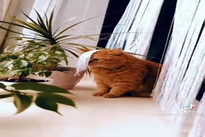 Funny Videos
