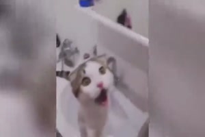 Katze ist fassunglos