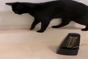 Katze und Metronom