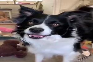 Er kennt seine Stofftiere