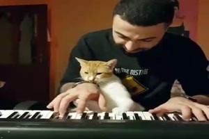 eine verschmuste Katze am Klavier